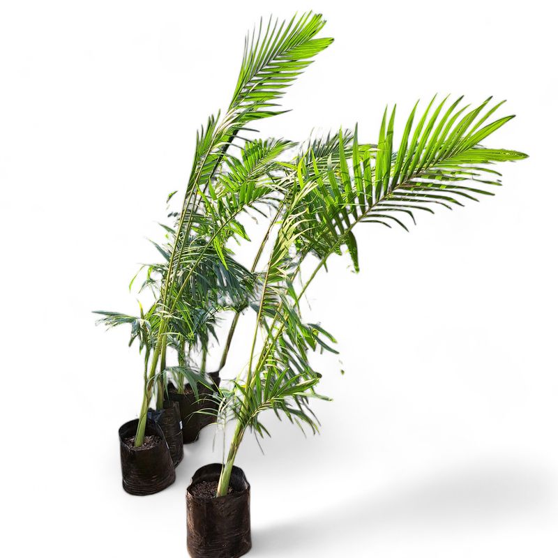 Archontophoenix Cunninghamiana "King Palm" 20Liter