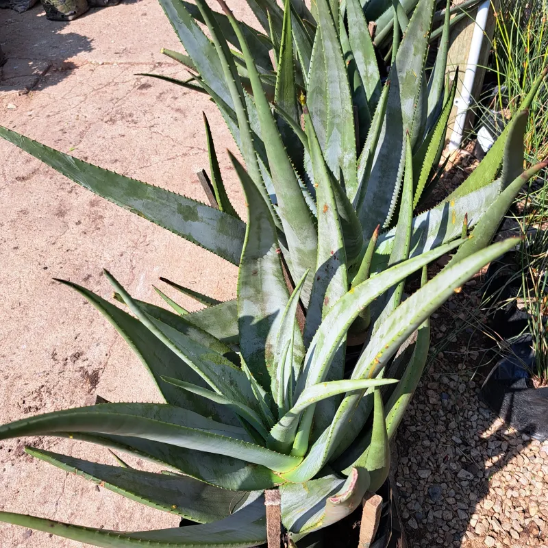 Aloe Wickensii "Geelaalwyn" 20Liter