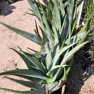 Aloe Wickensii "Geelaalwyn" 20Liter