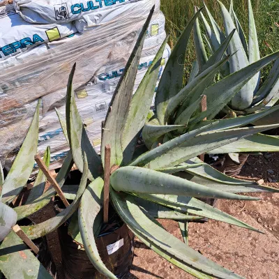 Aloe Globuligemma "Globule Aloe" 20Liter