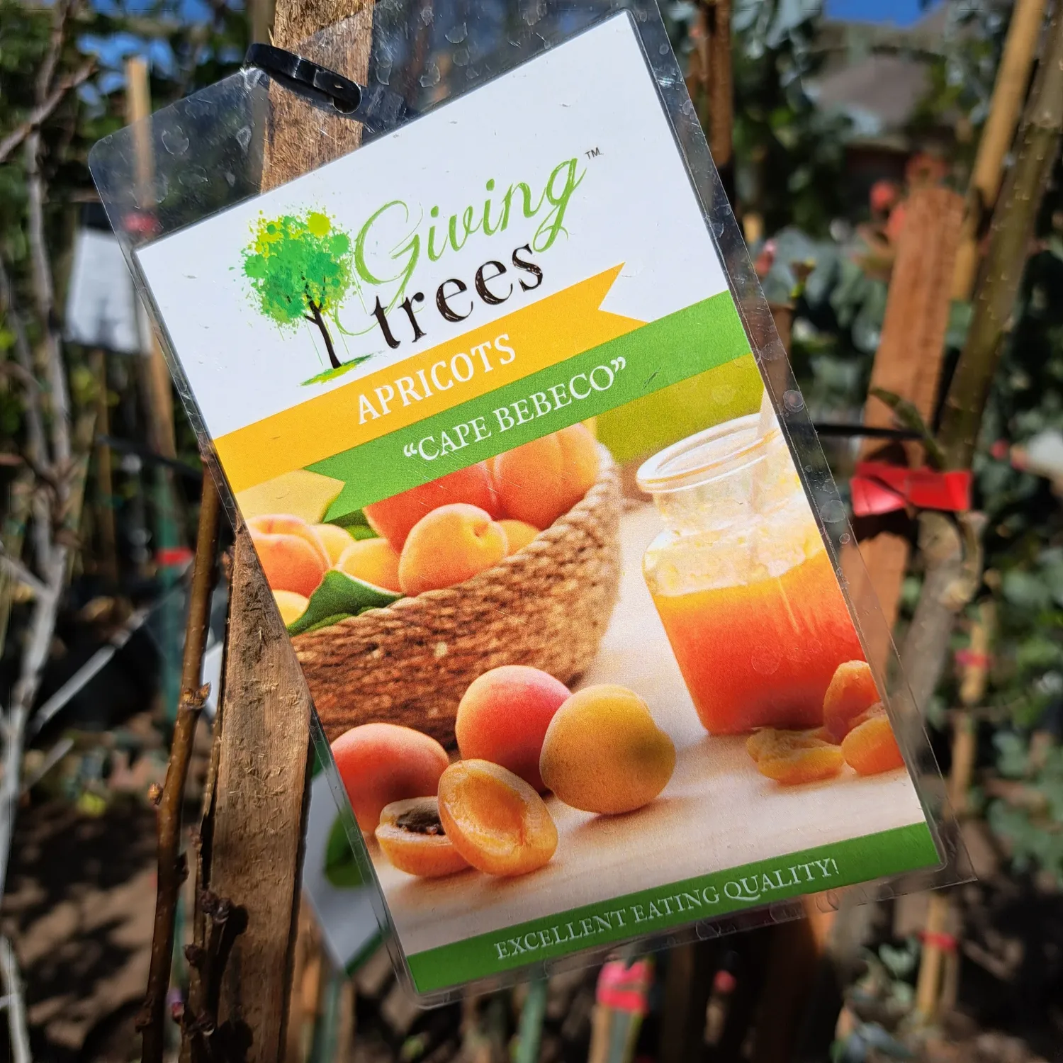 Prunus Armeniaca "Apricot Cape Bebeco" 10Liter