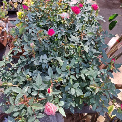 Rosa spp "Rose Miniature" Mixed Colours 14cmPot