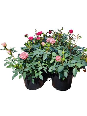 Rosa spp "Rose Miniature" Mixed Colours 14cmPot