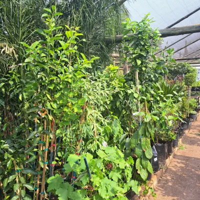 Prunus Persica "Peach Oom Sarel" 10Liter