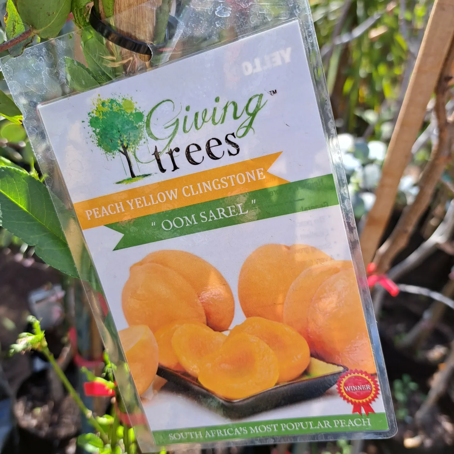 Prunus Persica "Peach Oom Sarel" 10Liter