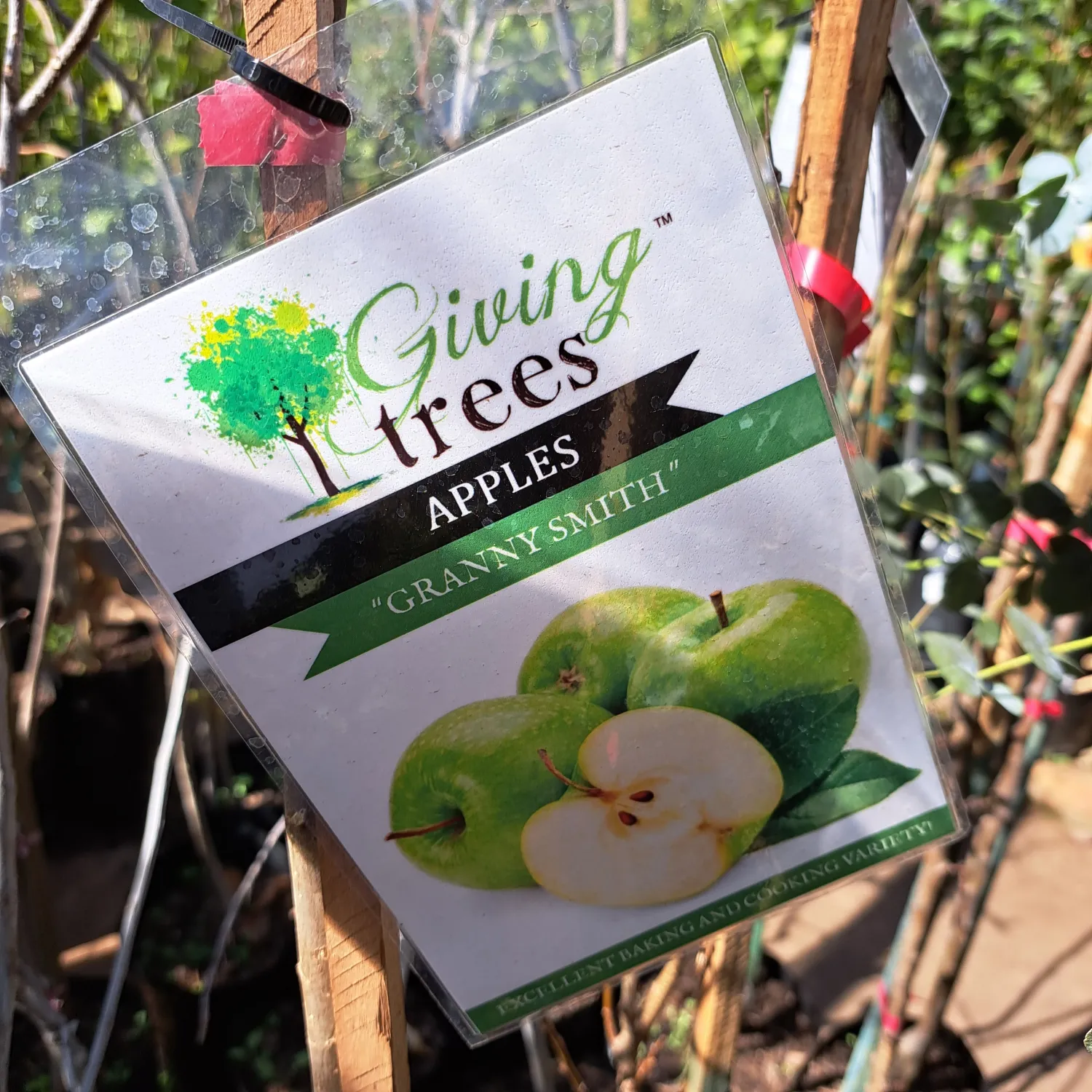 Malus Domestica "Apple Granny Smith" 10Liter