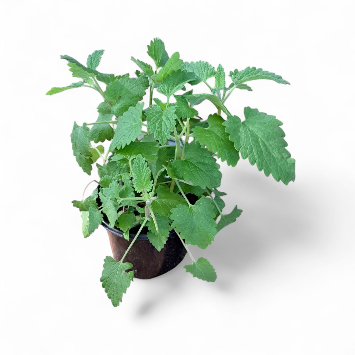 Catnip 12cm Pot