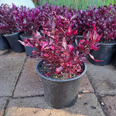 Alternanthera Ficoidea "Ruby Red" 15cm Pot