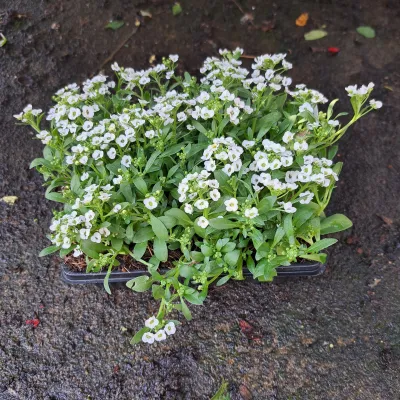 Alyssum Snow Crystal White Seedlings 6 Pack