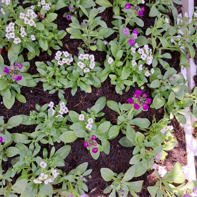 Alyssum Mixed Colours Seedlings 30 Pack