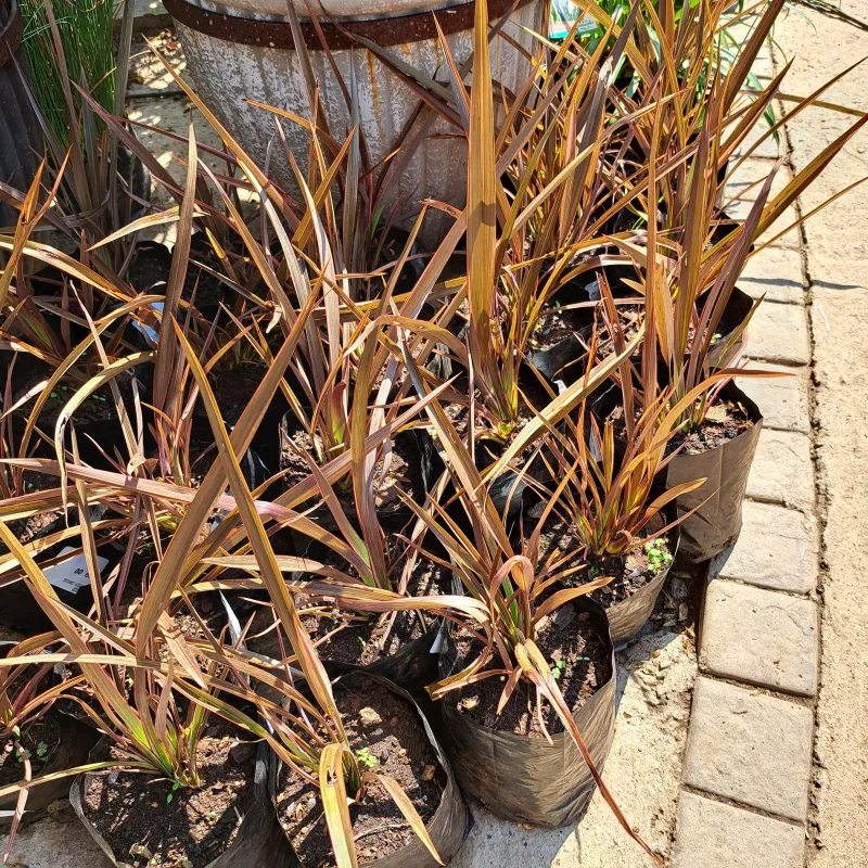 Phormium Tenax Carousel "Flax Lily" 2Liter