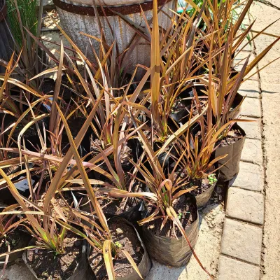 Phormium Tenax Carousel "Flax Lily" 2Liter