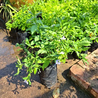 Brunsfelsia Floribunda "Yesterday Today &amp; Tomorrow"  5Liter