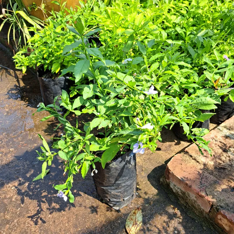 Brunsfelsia Floribunda "Yesterday Today &amp; Tomorrow"  5Liter