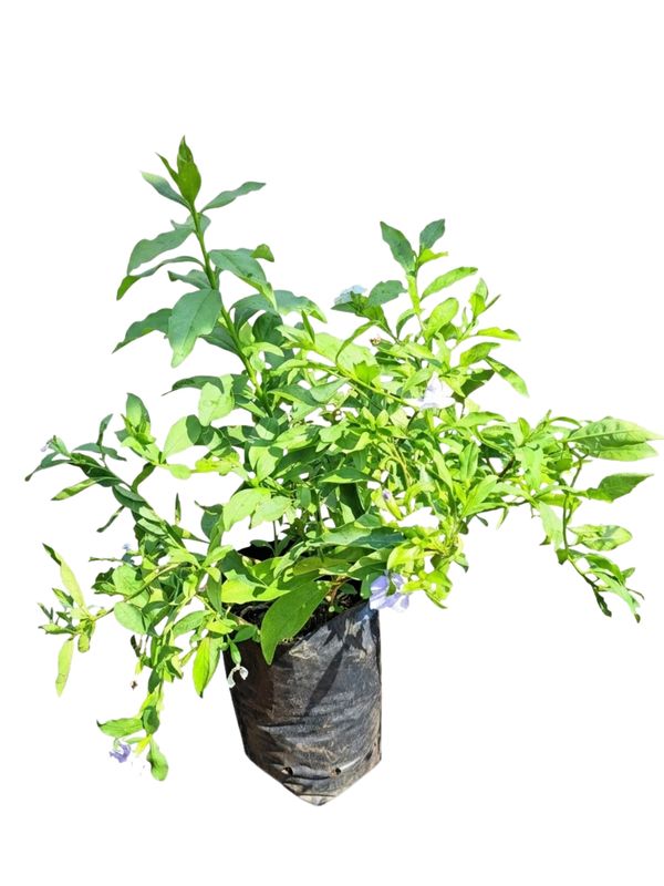 Brunsfelsia Floribunda "Yesterday Today &amp; Tomorrow"  5Liter