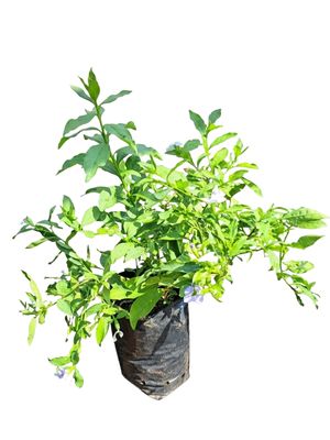 Brunsfelsia Floribunda "Yesterday Today &amp; Tomorrow"  5Liter