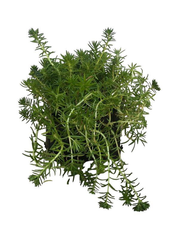 Sedum Rupestre "Spruce Sedum" 4Liter