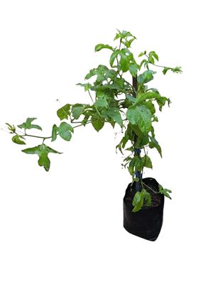Passiflora Edulis "Granadilla" 10Liter