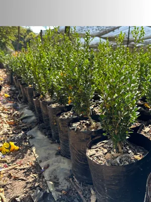 Buxus Faulkner 10 Liter