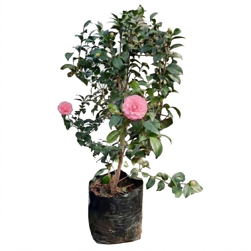 Camellia Japonica Pink "Japanese Camellia' 10Liter