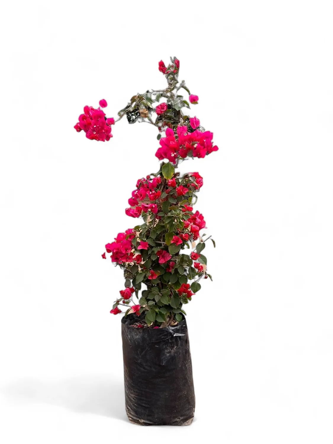 Bougainvillea STAKED "Red Paper Flower" 10Liter (NOT FLOWERING NOW FEB2026) Bougainvillea STAKED "Red Paper Flower" 10Liter (NOT FLOWERING NOW FEB2026)