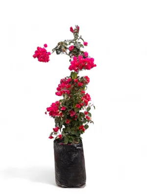 Bougainvillea STAKED "Red Paper Flower" 10Liter (NOT FLOWERING NOW FEB2026)