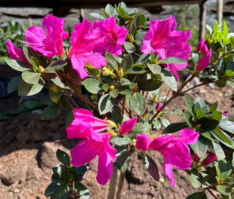 Rhododendron "Azalea Grandiflora Magenta" 12Liter