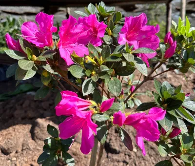 Rhododendron "Azalea Grandiflora Magenta" 12Liter