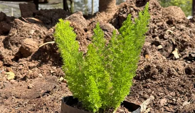 Asparagus Meyerii "Ornamental Asparagus" 2.5Liter