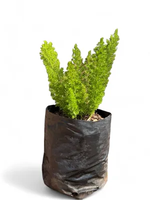 Asparagus Meyerii "Ornamental Asparagus" 2.5Liter