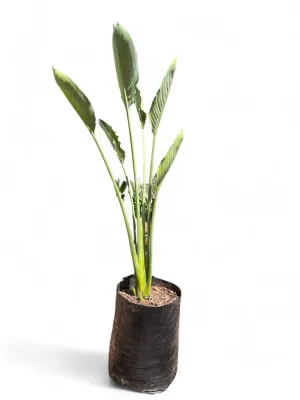 Strelitzia Reginae "Bird Of Paradise" 10  Liters