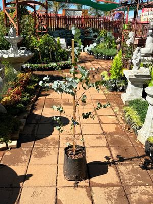 Eucalyptus Cinerea "Penny Gum" 10Liter