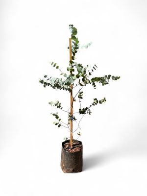 Eucalyptus Cinerea "Penny Gum" 10Liter