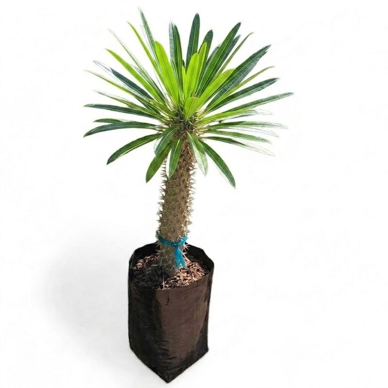 Pachypodium Lamerei  "Halfmens" 10Liter