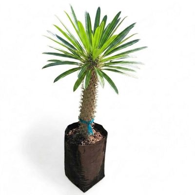 Pachypodium Lamerei  "Halfmens" 10Liter