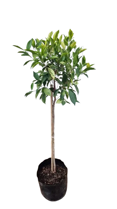 Ficus Benjamina "Golden Monique Fig" Standard  10Liter