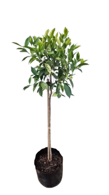 Ficus Benjamina "Golden Monique Fig" Standard  10Liter