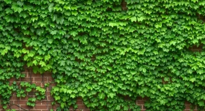 Parthenocissus Tricuspidata - Boston Ivy 2.5 Liter