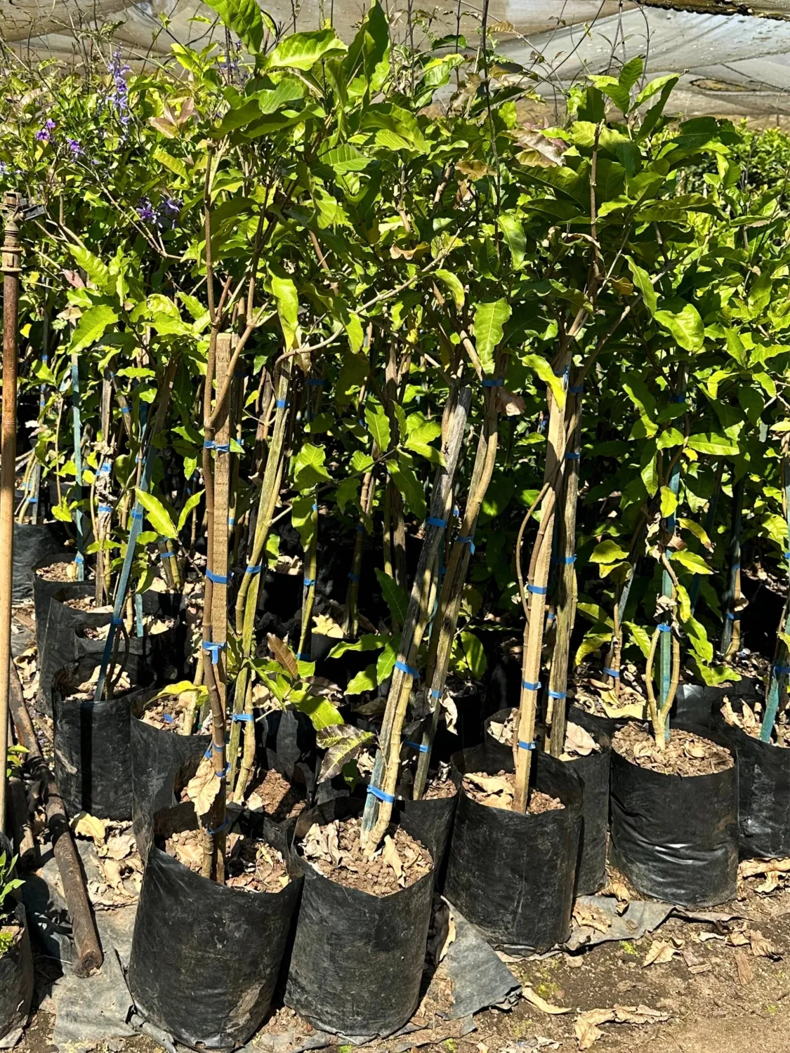 Petrea volubilis "Mauve Queen" 10 Liter