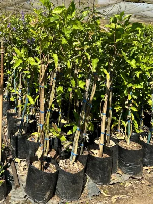 Petrea volubilis "Mauve Queen" 10 Liter