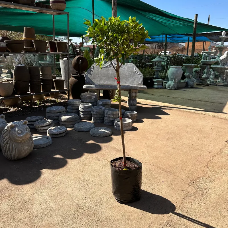 Ficus Microcarpa  "Nitida Fig" Standard 10Liter