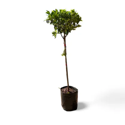 Ficus Microcarpa  "Nitida Fig" Standard 10Liter