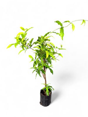 Petrea volubilis "White Queen Wreath" 10Liter