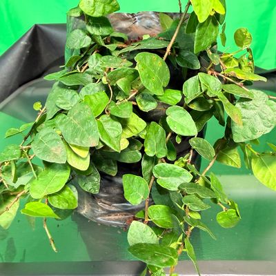 Ficus Pumila "Tickey Creeper" 2.5Liter