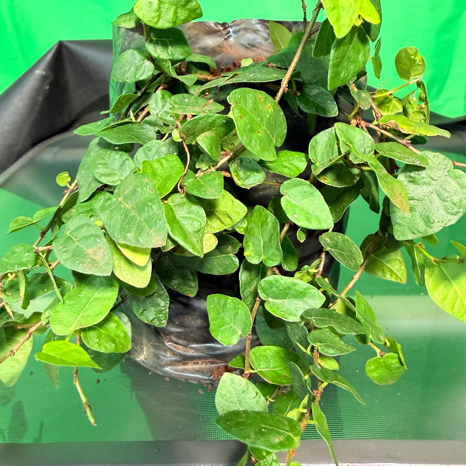 Ficus Pumila "Tickey Creeper" 2.5Liter
