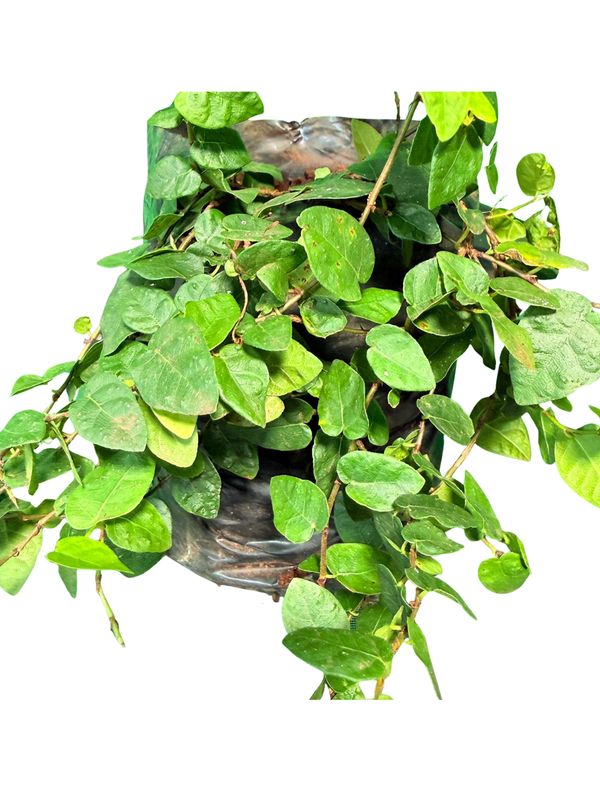 Ficus Pumila "Tickey Creeper" 2.5Liter