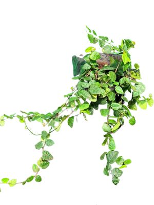 Ficus Pumila "Tickey Creeper" 2.5Liter Ficus Pumila "Tickey Creeper" 2.5Liter