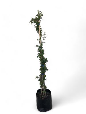 Jasminum Multipartitum "Star Jasmine" 10Liter