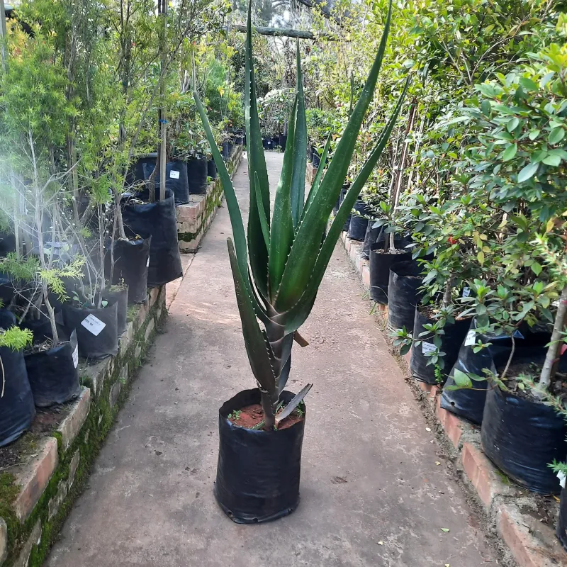 Aloidendron Barberae "Tree Aloe" Single Stem  20Liter