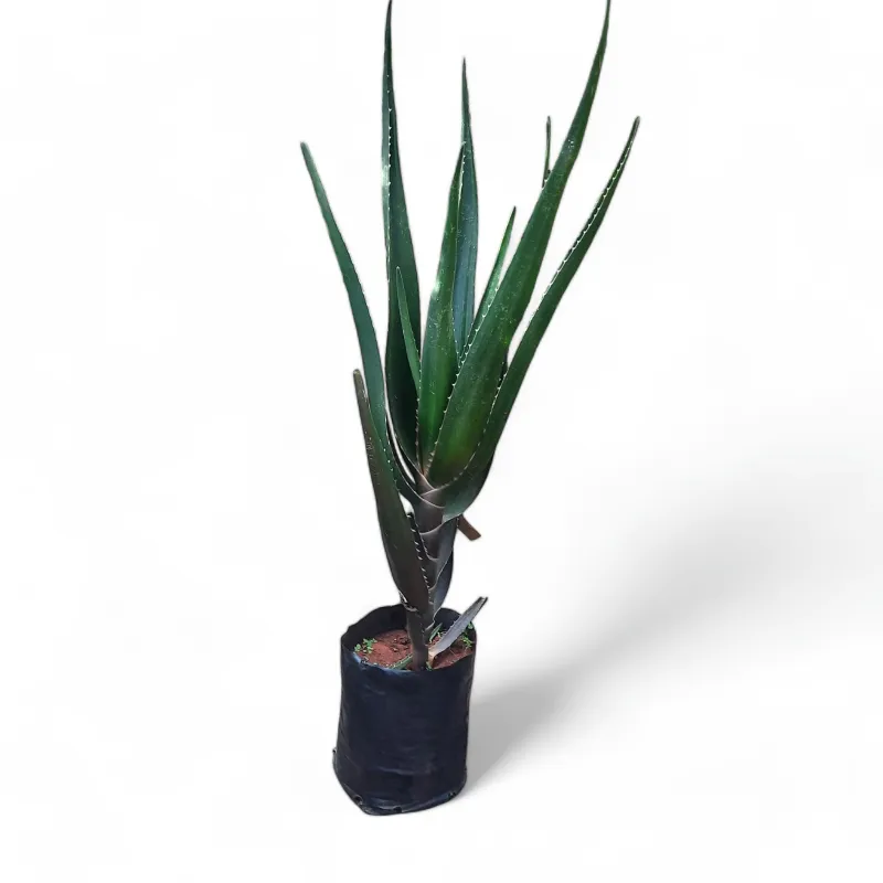 Aloidendron Barberae "Tree Aloe" Single Stem 20Liter Aloidendron Barberae "Tree Aloe" Single Stem 20Liter